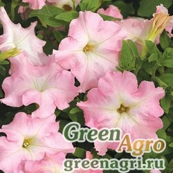 Семена Петуния крупноцветковая (Petunia grandiflora) "Mistral F1" (pearly) pelleted 1000 шт.