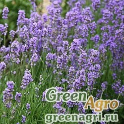 Семена Лаванда узколистная (Lavandula angustifolia) "Ellagance" (sky) raw 1000 шт.