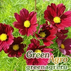 Семена Космея дваждыперистая (Cosmos bipinnatus) "Casanova" (red) raw 1000 шт.