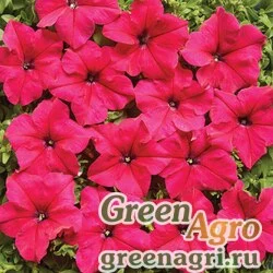 Семена Петуния крупноцветковая (Petunia grandiflora) "Mistral F1" (rosy) pelleted 1000 шт.