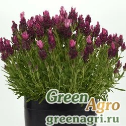 Семена Лаванда узколистная (Lavandula angustifolia) "Bandera" (rose deep) tuned Произв. 1000 шт.