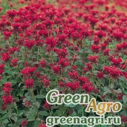 Семена Монарда двойчатая (Monarda didyma) "Panorama" (red) raw 1000 шт.