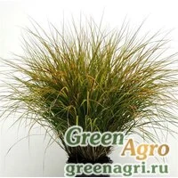 Семена Ковыль тростниковидный (Anemanthele lessoniana) 0.2 гр.