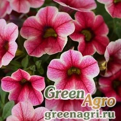 Семена Калибрахоа гибридная ампельная (Calibrachoa hybrida) "Crave" (strawberry star) pelleted 100 шт.