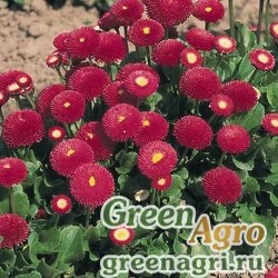 Маргаритка многолетняя (Bellis perennis) "Tasso" (deep rose) pelleted 100 шт.