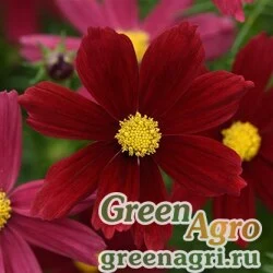 Семена Космея дваждыперистая (Cosmos bipinnatus) "Sonata" (red shades) raw 500 шт.