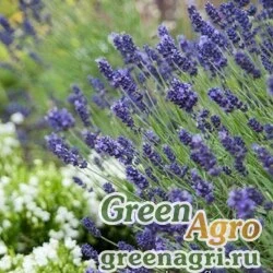Семена Лаванда узколистная (Lavandula angustifolia) "Hidcote Promise" (violet-blue) raw 1000 шт.