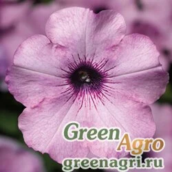 Семена Петуния ампельная гибридная (Petunia x hybrida) "Ramblin F1" (amethyst) pelleted 100 шт.