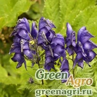 Семена Аконит пестрый (Aconitum variegatum) 1 гр.