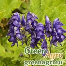 Семена Аконит пестрый (Aconitum variegatum) 1 гр.