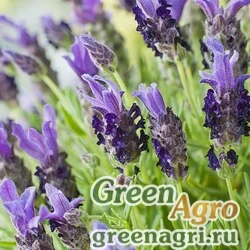 Семена Лаванда узколистная (Lavandula angustifolia) "Bandera" (purple deep) tuned Произв. 1000 шт.
