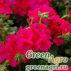 Семена Пеларгония х садовая (герань) (Pelargonium x hortorum) "Apache F1" (violet) raw 1000 шт.