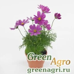 Семена Космея дваждыперистая (Cosmos bipinnatus) "Casanova" (violet) raw 1000 шт.