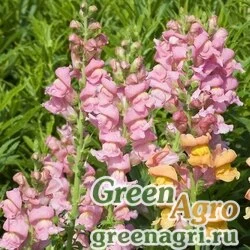 Семена Львиный зев (Антирринум) большой (Antirrhinum majus) "ROCKET F1" (PINK) raw 1000 шт.