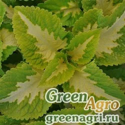 Семена Колеус гибридный (Coleus х hybrida) "Kong Jr." (green halo) pelleted 100 шт.