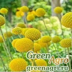 Семена Краспедия шаровидная (Craspedia globosa) "Billy Buttons" cleaned 1000 шт.