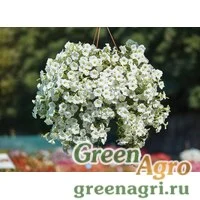 Семена Петуния ампельная гибридная (Petunia x hybrida) "Velvet White F1" pelleted 1000 шт.