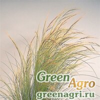 Семена Ковыль тончайший (Nassella tenuissima) "Pony Tails" (silvery panicles) raw 1000 шт. Семена Ковыль тончайший (Nassella tenuissima) "Pony Tails" (silvery panicles) raw 1000 шт.