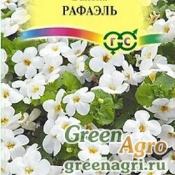 Семена пакетированные Бакопа Рафаэль Гавриш Ц