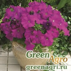 Семена Петуния крупноцветковая (Petunia grandiflora) "Storm F1" (violet) pelleted 5000 шт.