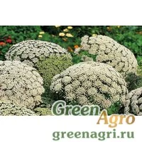 Семена Амми зубная (Ammi visnaga) 10 гр.