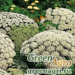 Семена Амми зубная (Ammi visnaga) 10 гр.