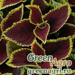 Семена Колеус гибридный (Coleus х hybrida) "Kong Jr." (scarlet) pelleted 100 шт.