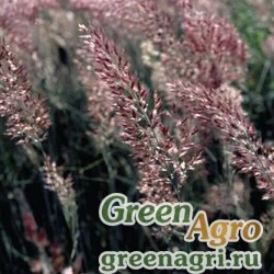 Семена Мелинис нервноколосковый (Melinis nerviglumis) "Savannah" (ruby panicles) raw 100 шт.