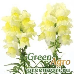 Семена Львиный зев (Антирринум) большой (Antirrhinum majus) "Snapshot F1" (yellow) raw 250 шт.