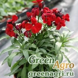 Лакфиоль Чери Cheiranthus cheiri Treasure F1 Red Raw 1000
