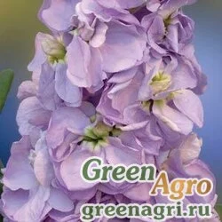 Левкой седой Matthiola incana AIDA LAVENDER Raw 1000