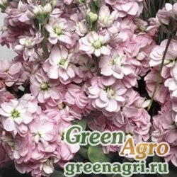 Семена Левкой седой Matthiola incana AIDA CHERRY BLOSSOM Raw 1000