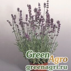 Семена Лаванда узколистная Lavandula angustifolia Munstead Variety Lavender blue flowers Raw 5000