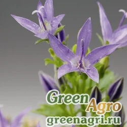 Семена Колокольчик гарганский (Campanula garganica) "Filligree" (blue) Raw 1000 шт.