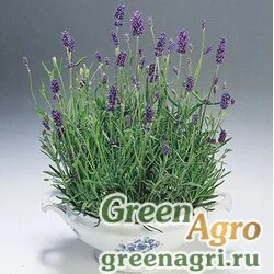 Лаванда узколистная Lavandula angustifolia Blue River Raw 5000