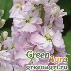 Семена Левкой седой Matthiola incana FIGARO LIGHT ROSE Raw 1000