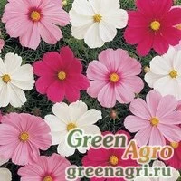 Семена Космея дваждыперистая (Cosmos bipinnatus) "Sonata" (mix complete) raw 500 шт.