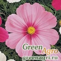 Семена Космея дваждыперистая (Cosmos bipinnatus) "Sonata" (pink blush premium) raw 500 шт.