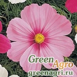 Семена Космея дваждыперистая (Cosmos bipinnatus) "Sonata" (pink blush premium) raw 500 шт.