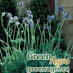 Лаванда многонадрезная Lavandula multifida SPANISH EYES BLUE Raw 1000