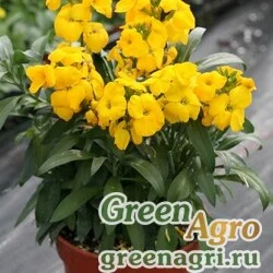 Лакфиоль Чери Cheiranthus cheiri Treasure F1 Yellow Raw 1000