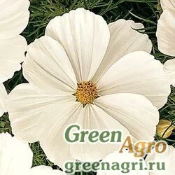 Семена Космея дваждыперистая (Cosmos bipinnatus) "Sonata" (white premium) raw 500 шт.