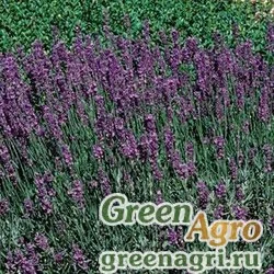 Семена Лаванда узколистная (Lavandula angustifolia) "Hidcote Blue Strain" (lavender) primed 1000 шт.