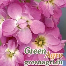 Левкой седой Matthiola incana AIDA DEEP ROSE Raw 1000
