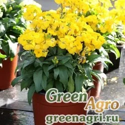 Лакфиоль Чери Cheiranthus cheiri Bounty F1 Yellow Raw 1000