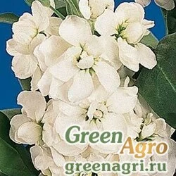 Семена Левкой седой Matthiola incana AIDA WHITE Raw 1000