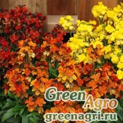 Лакфиоль Чери Cheiranthus cheiri Treasure F1 Formula Mix Raw 1000