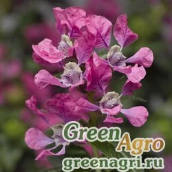 Семена Куфея Ллавея Cuphea llavea Sriracha F1 pink Raw 1000