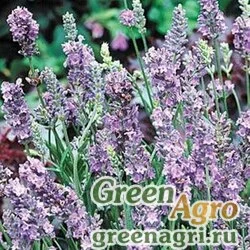Лаванда узколистная Lavandula angustifolia ELLAGANCE SKY Tuned 500