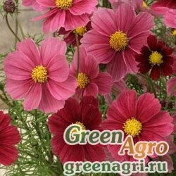 Семена Космея дваждыперистая (Cosmos bipinnatus) "Antiquity" (burgundy and bronze-salmon) raw 1000 шт.